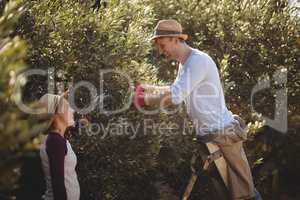 Young man looking at woman while plucking olives