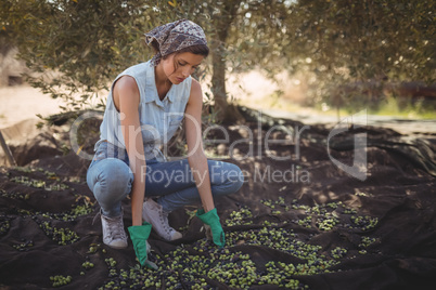 Woman collecting olives at farm