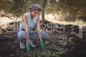 Woman collecting olives at farm