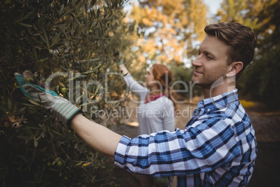 Couple plucking olives at farm on sunny day