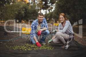 Smiling young man and woman collecting olives at farm