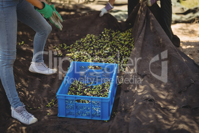 Low section of young man and woman collecting olives