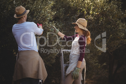Young couple plucking olives at farm
