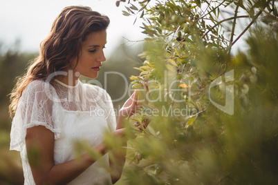 Beautiful young woman holding olive tree at farm