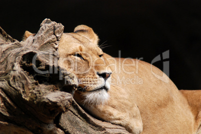 A lion rests in the sun