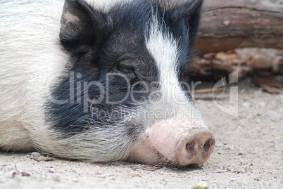 A pig lazing