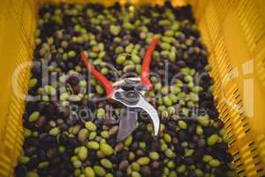 Olives with pliers in crate at farm