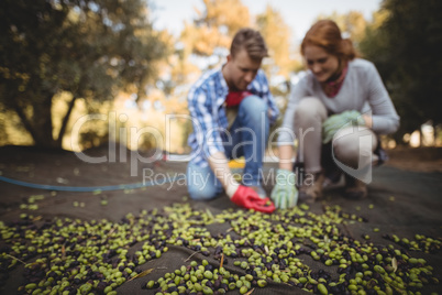 Young man and woman collecting olives at farm