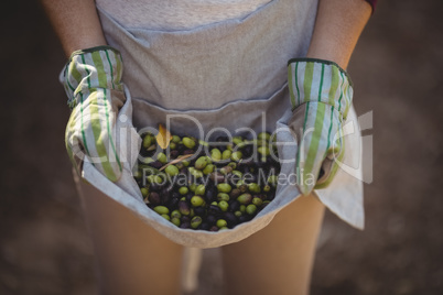 Mid section of woman collecting olives