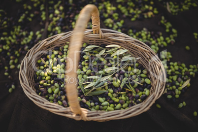 High angle view of olives in wicker basket