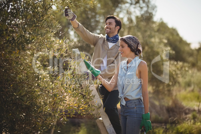 Smiling young couple plucking olives at farm