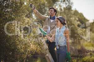 Smiling young couple plucking olives at farm