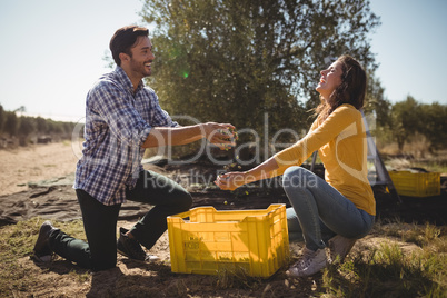 Playful couple holding olives while kneeling at farm