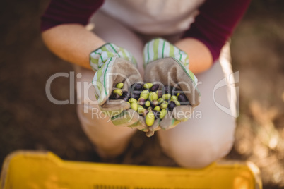 Mid section of woman collecting olives in crate