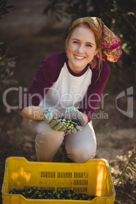 Happy young woman collecting olives in crate at farm