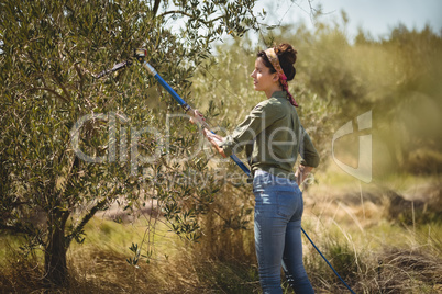 Young woman using olive rake at farm