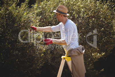 Young man using ladder for plucking olives at farm