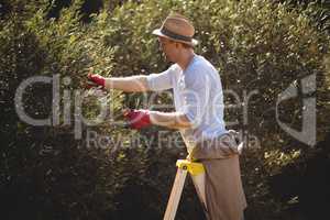 Young man using ladder for plucking olives at farm