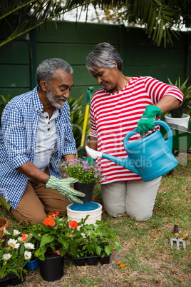 Senior couple planting in backyard