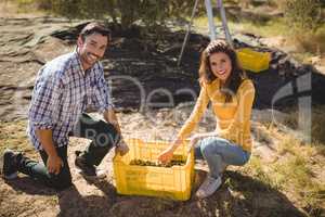 Smiling couple with crate on sunny day at olive farm