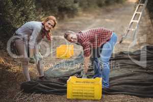 Happy young man and woman working at olive farm