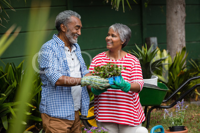 Smiling senior couple holding plant in backyard