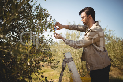 Man cutting olives on sunny day at farm