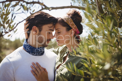 Close up of loving couple embracing by olive tree at farm