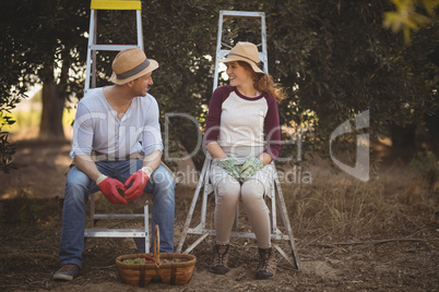 Couple talking while sitting on ladders at olive farm