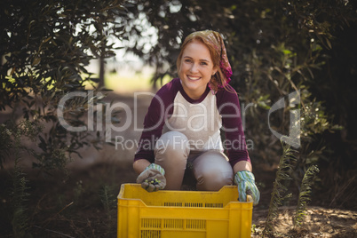 Cheerful young woman collecting olives in crate at farm