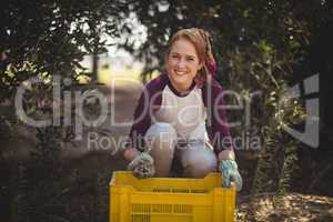 Cheerful young woman collecting olives in crate at farm