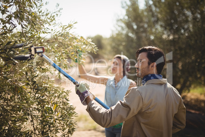 Man using olive rake with girlfriend at farm