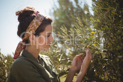 Woman holding olive tree at farm on sunny day