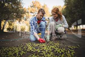 Man and woman working at olive farm
