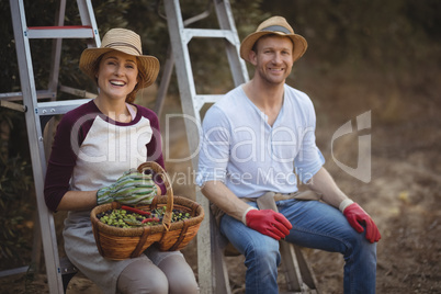 Smiling young couple with wicker basket sitting on ladders at olive farm