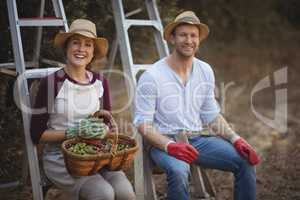 Smiling young couple with wicker basket sitting on ladders at olive farm