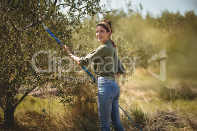 Smiling young woman using olive rake at farm