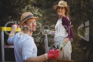 Young couple with ladders standing at olive farm