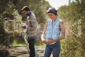Woman carrying olives with man in background at farm