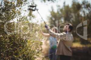 Couple with equipment plucking olives at farm