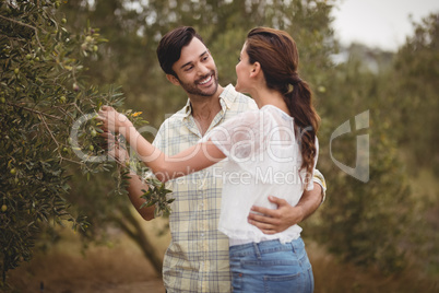 Young couple embracing by olive trees at farm