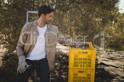 Young man collecting olives in crate at farm