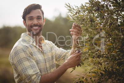 Smiling young man plucking olives at farm