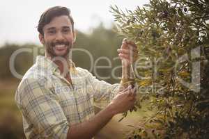 Smiling young man plucking olives at farm