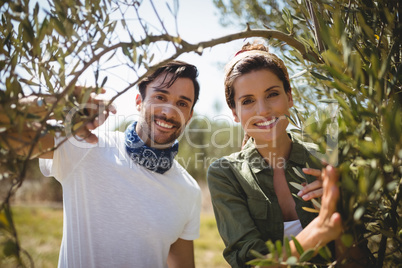 Portrait of smiling couple holding olive tree at farm