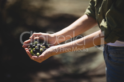 Mid section of woman holding olives at farm