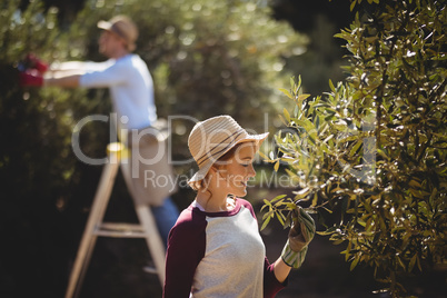 Woman plucking olives with man in background at farm