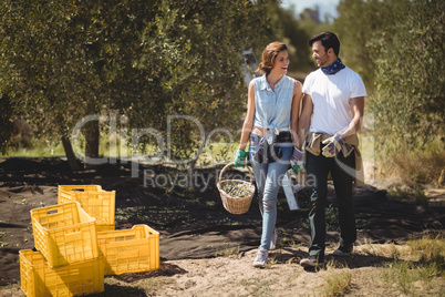 Happy couple carrying olives in basket at farm on sunny day