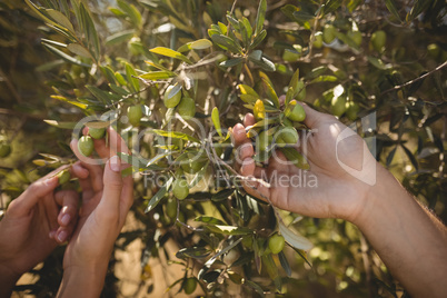 Hands of couple holding olive tree at farm