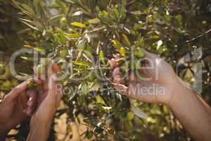 Hands of couple holding olive tree at farm